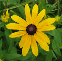 Black Eyed Susan